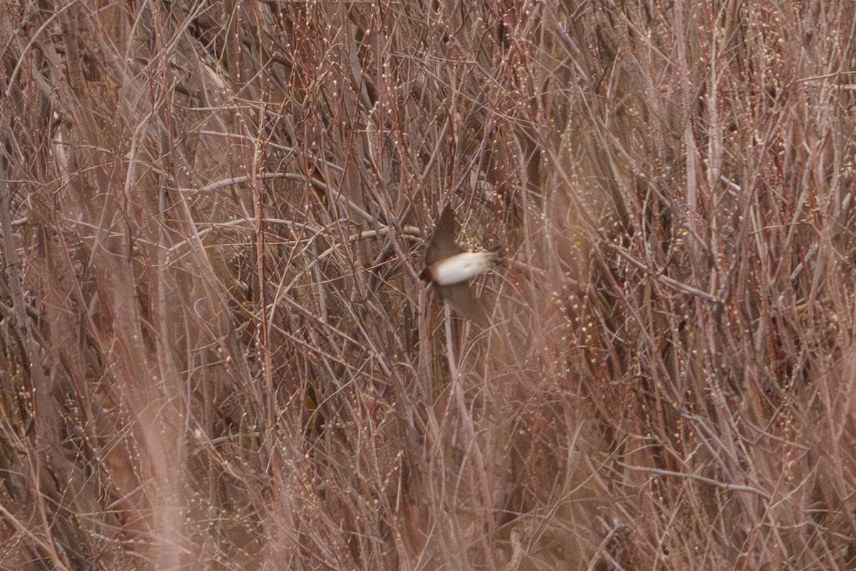 Cliff Swallow - ML652622356