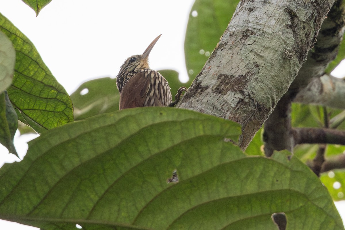 Streak-headed Woodcreeper - ML652622405