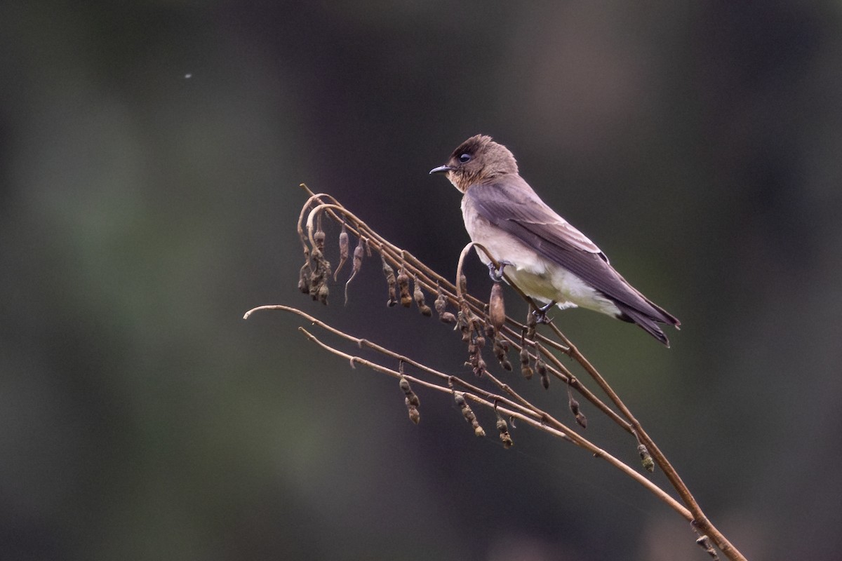 Southern Rough-winged Swallow - ML652622414