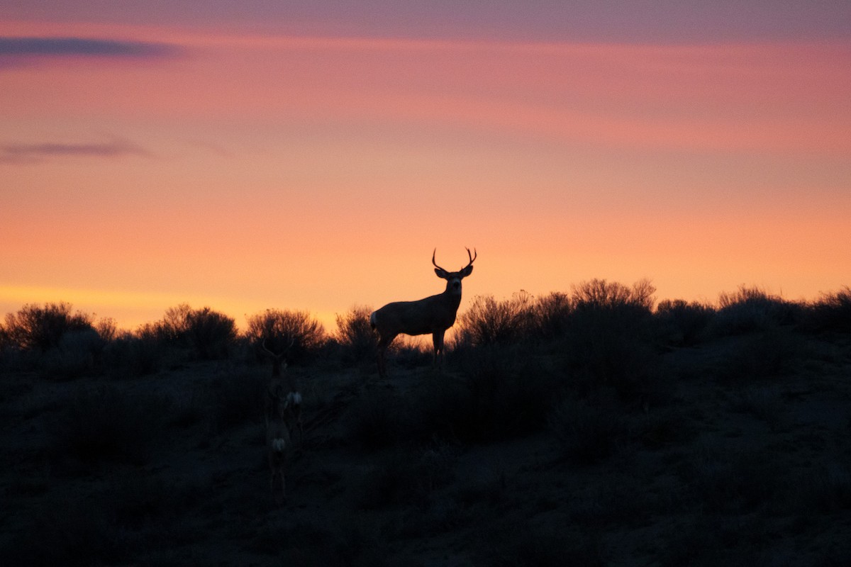 Mule Deer - ML652622419