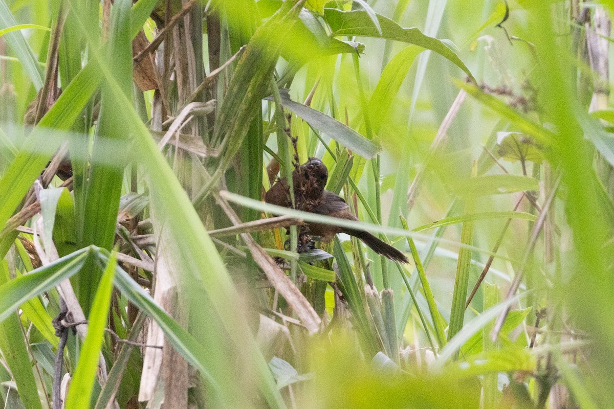 Thick-billed Seed-Finch - ML652622425