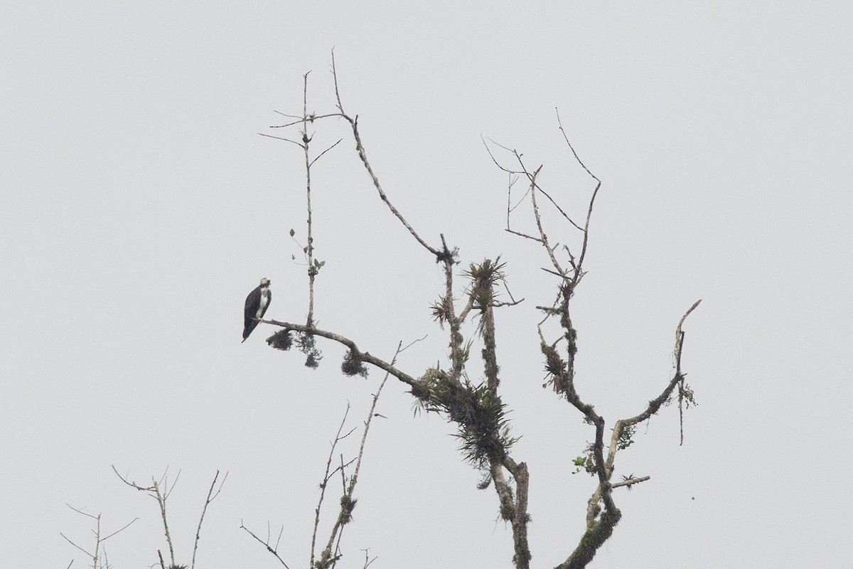 Arrano arrantzalea - ML652622434