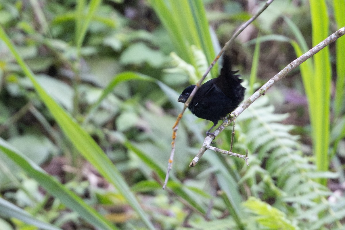 Thick-billed Seed-Finch - ML652622444