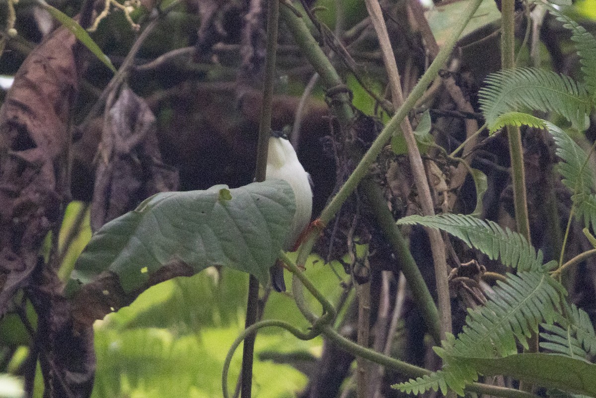White-bearded Manakin - ML652622473