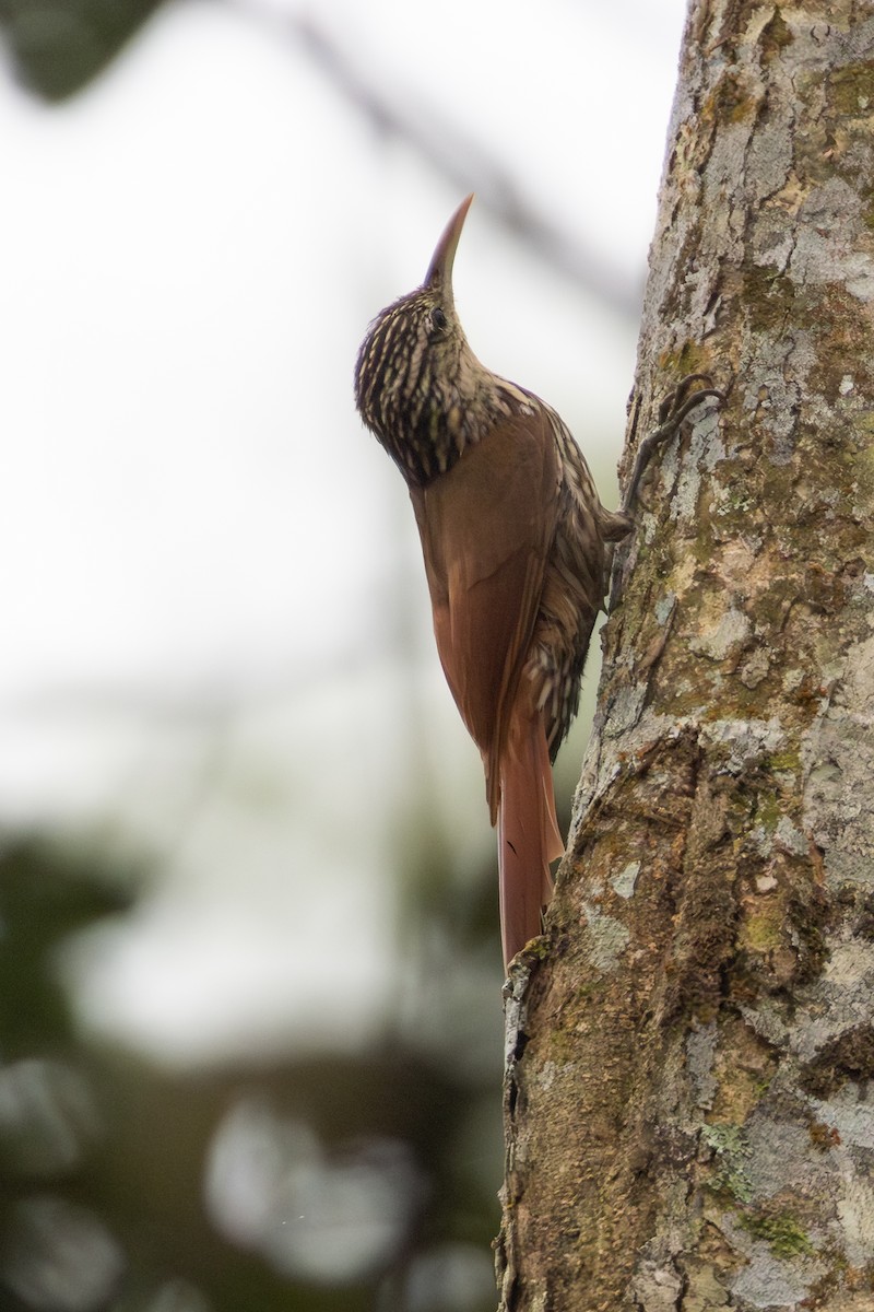Streak-headed Woodcreeper - ML652622521