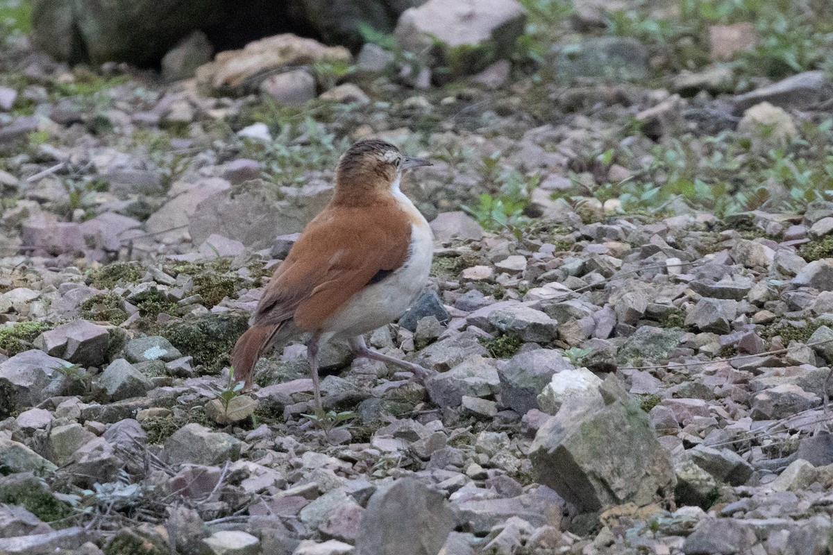 Pacific Hornero - ML652622527