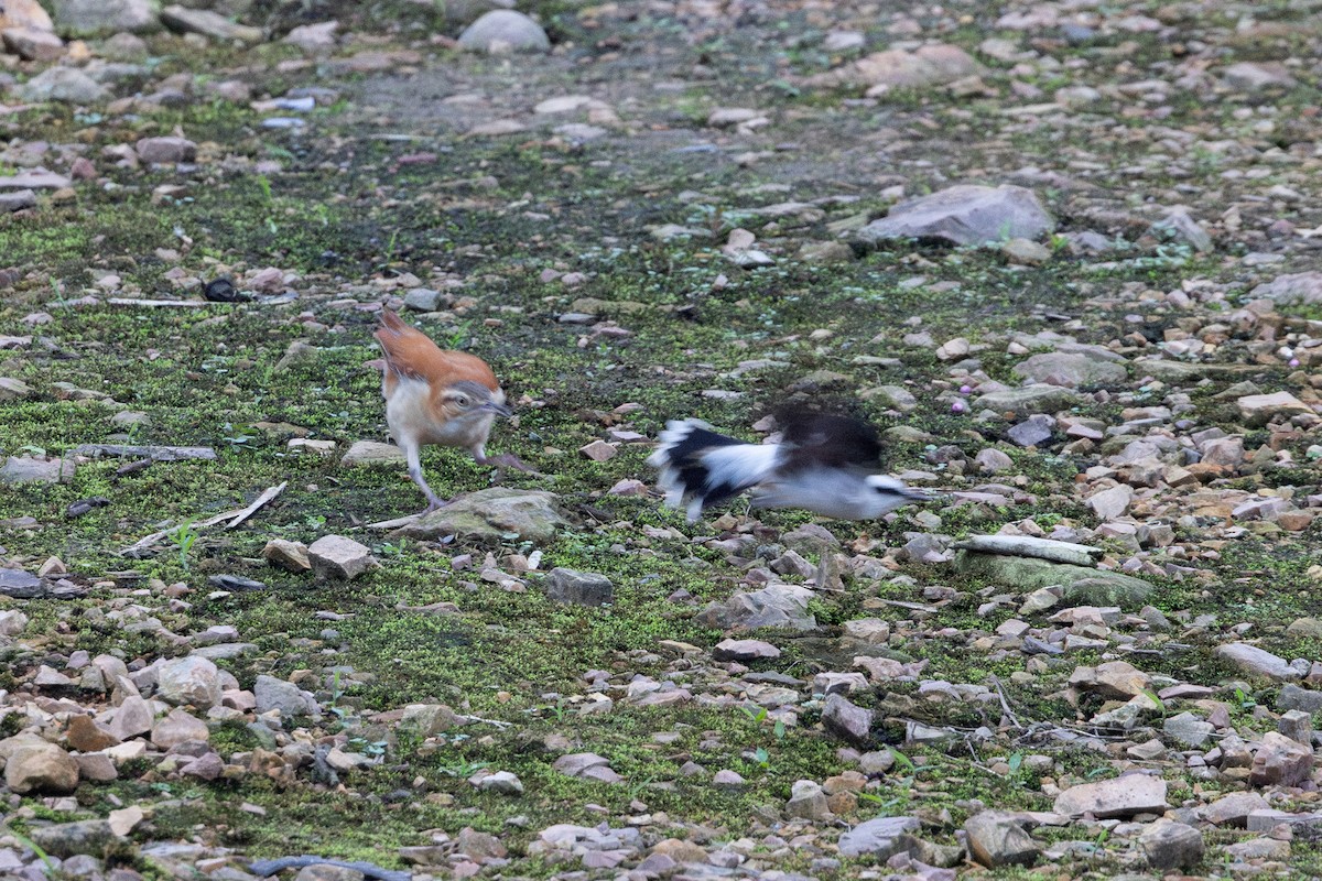 Pacific Hornero - ML652622538