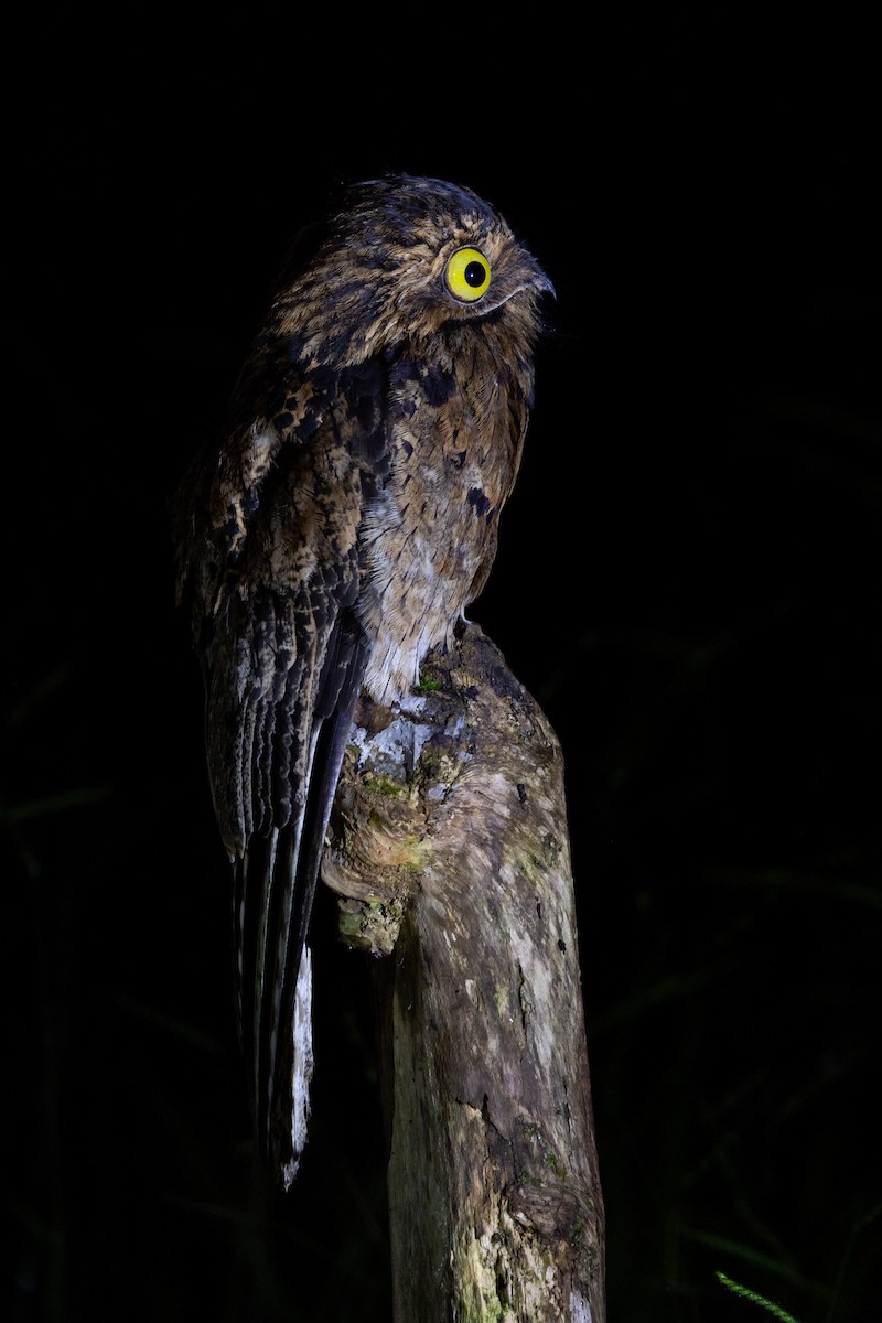 Common Potoo - ML652622591