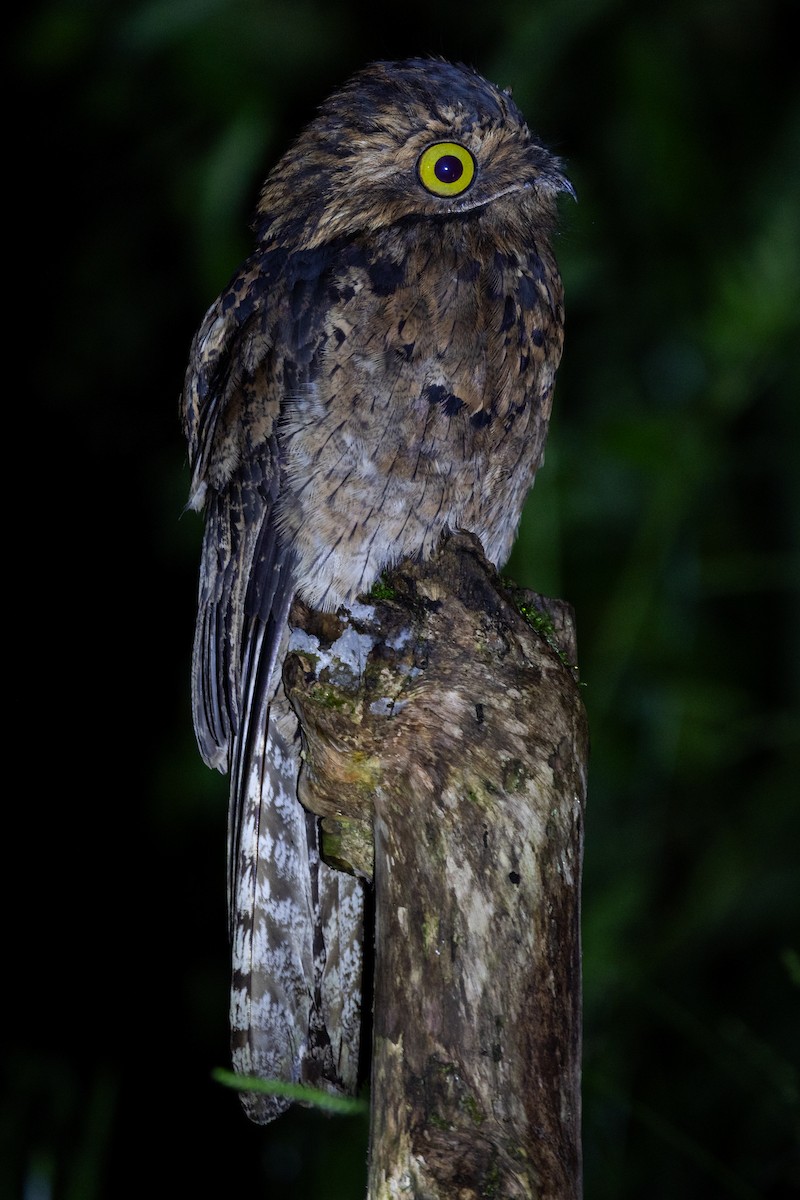 Common Potoo - ML652622592