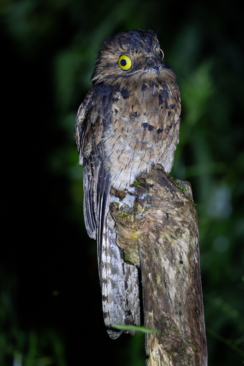 Common Potoo - ML652622593