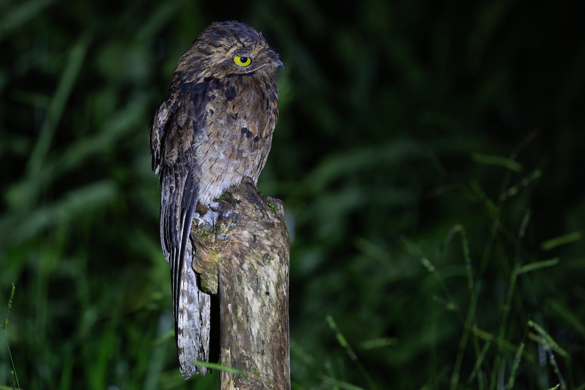 Common Potoo - ML652622594