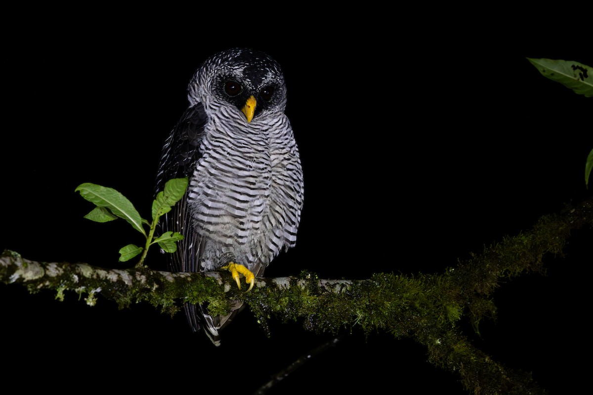 Black-and-white Owl - ML652622641