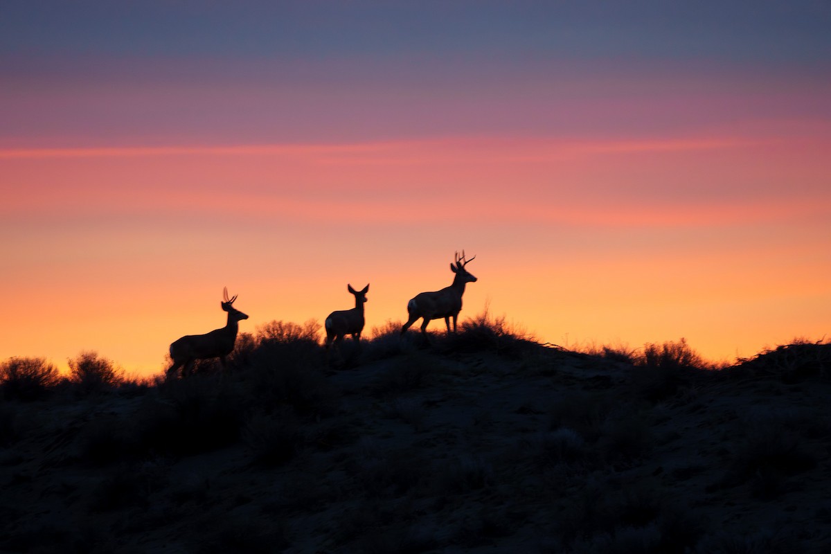 Mule Deer - ML652622733