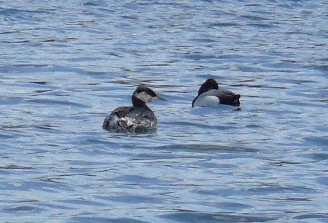 Red-necked Grebe - ML65262291