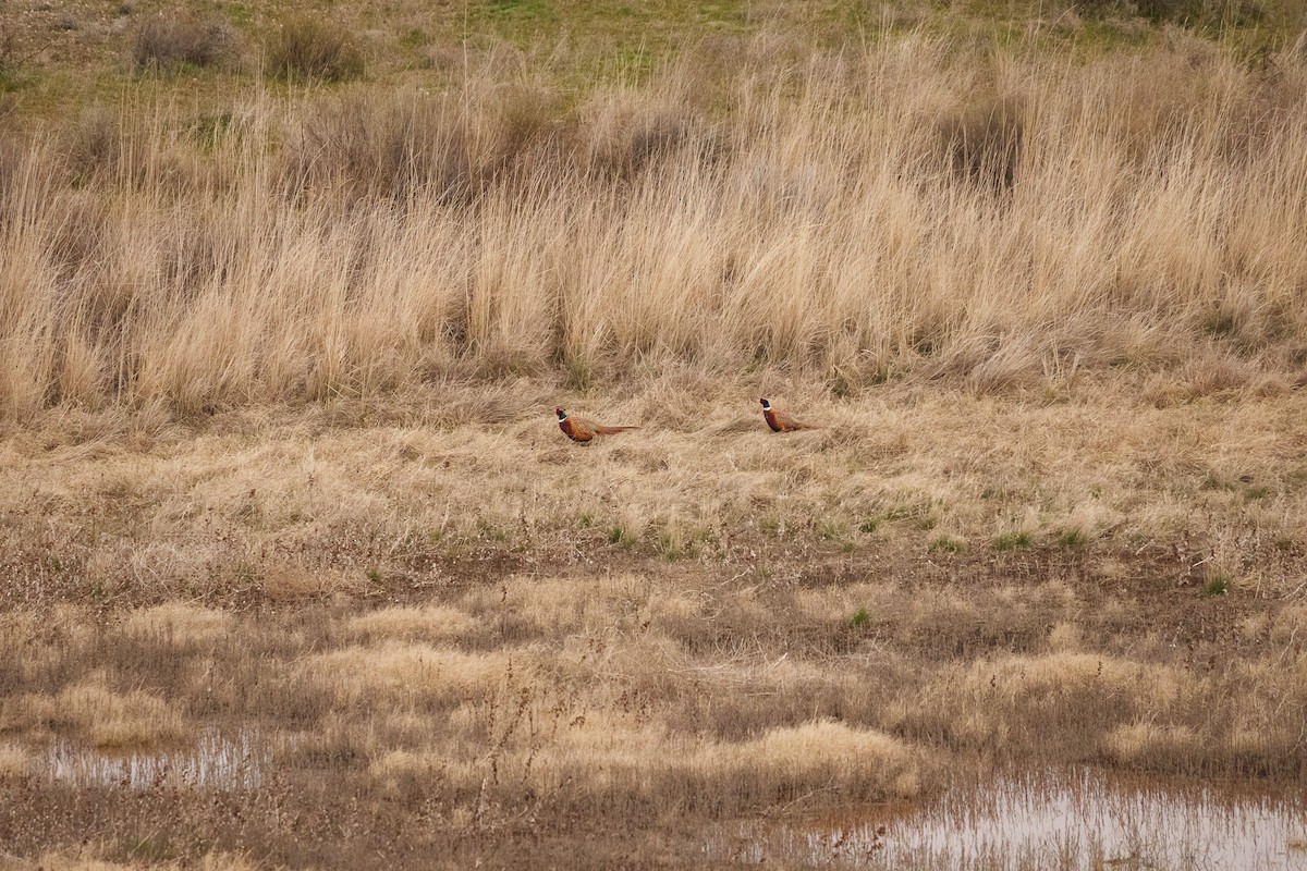 Ring-necked Pheasant - ML652623103