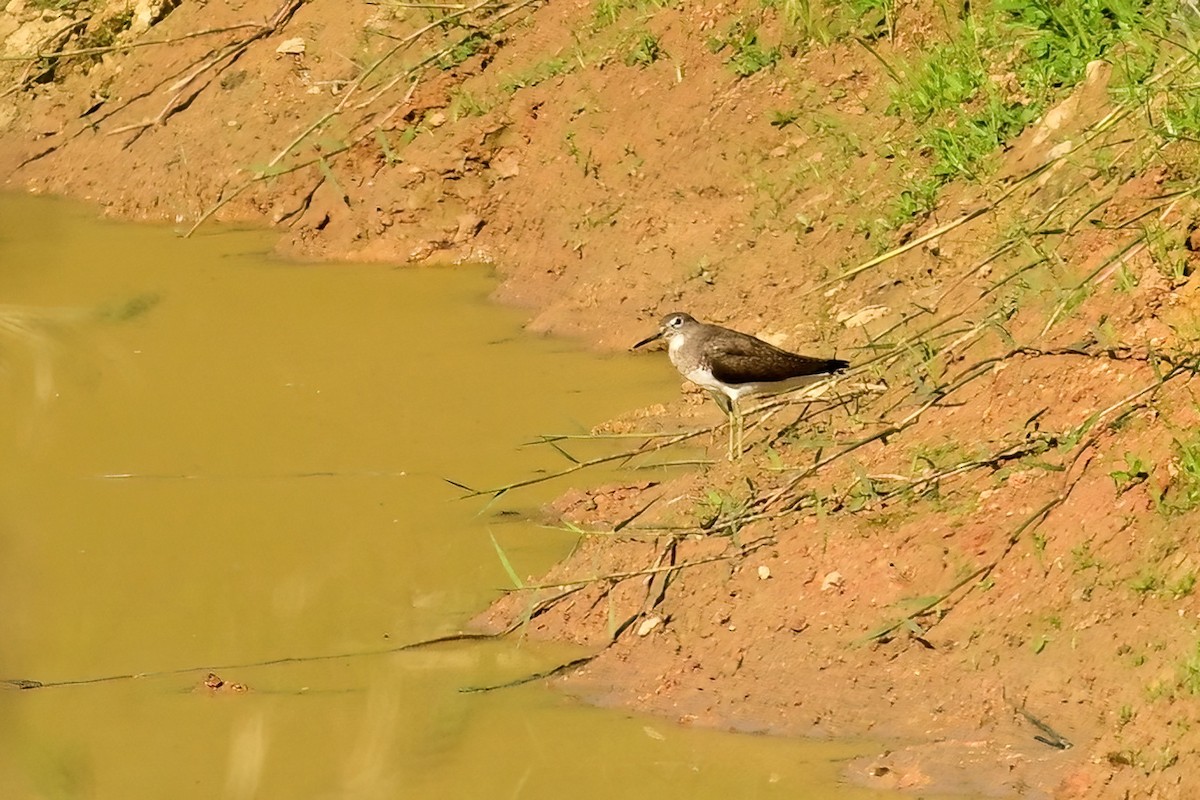 skogsnipe - ML652623254