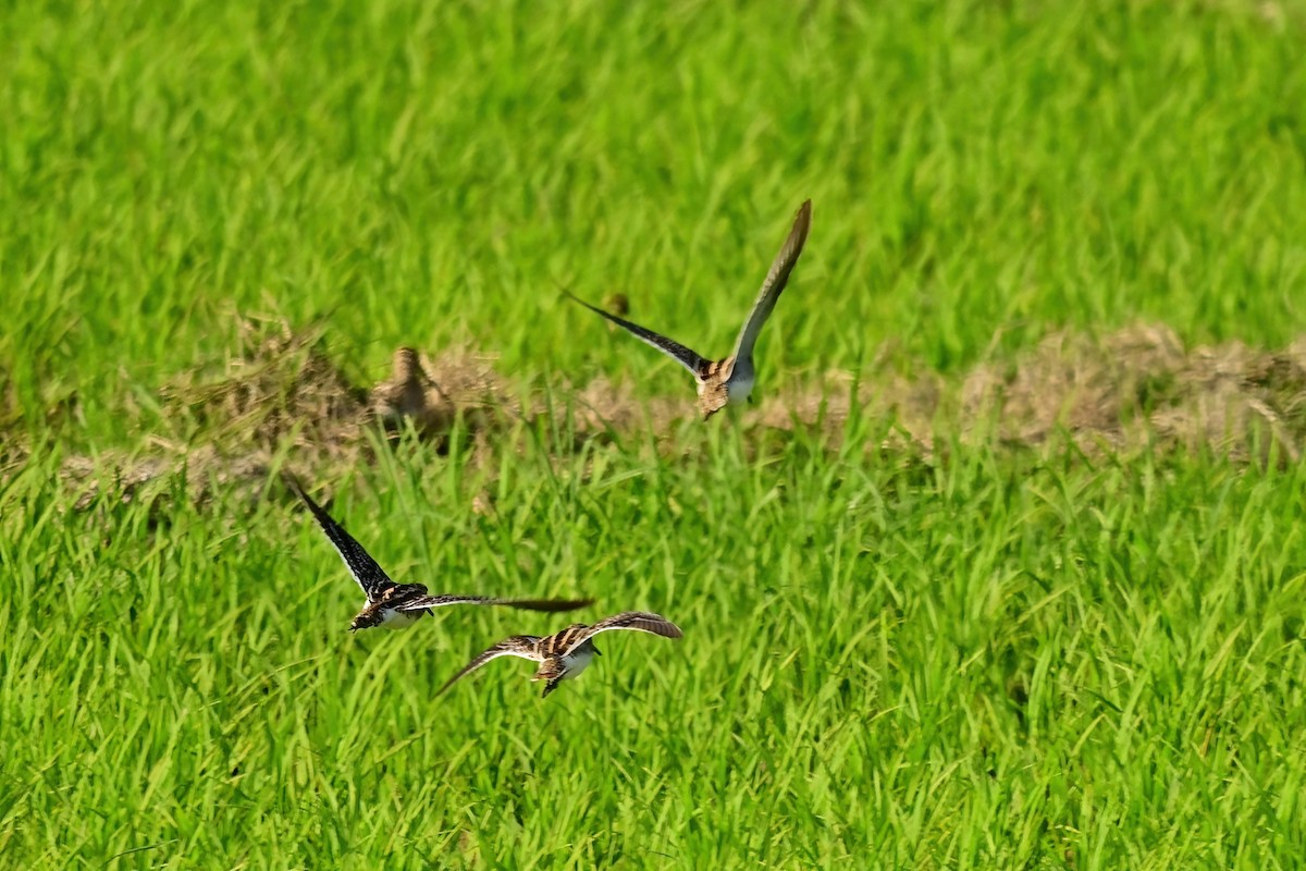 enkeltbekkasin - ML652623357