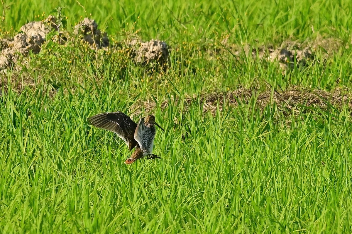 enkeltbekkasin - ML652623358