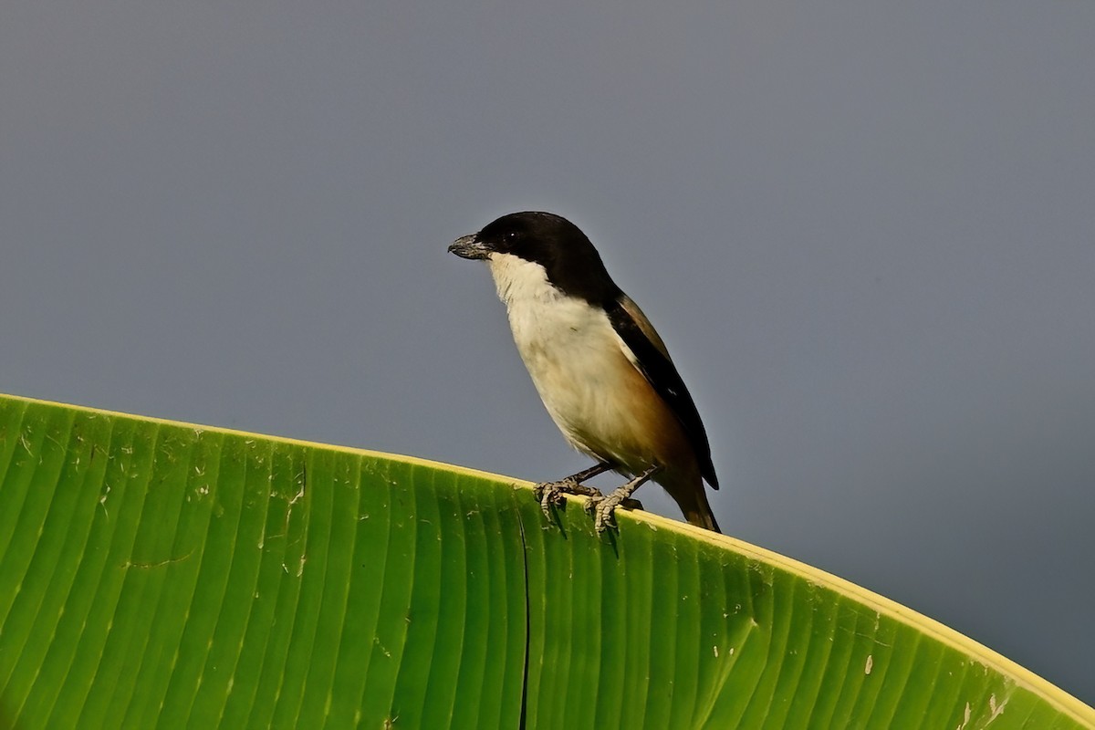 rustvarsler - ML652623379