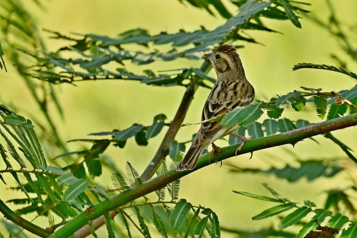 sibirspurv - ML652623399