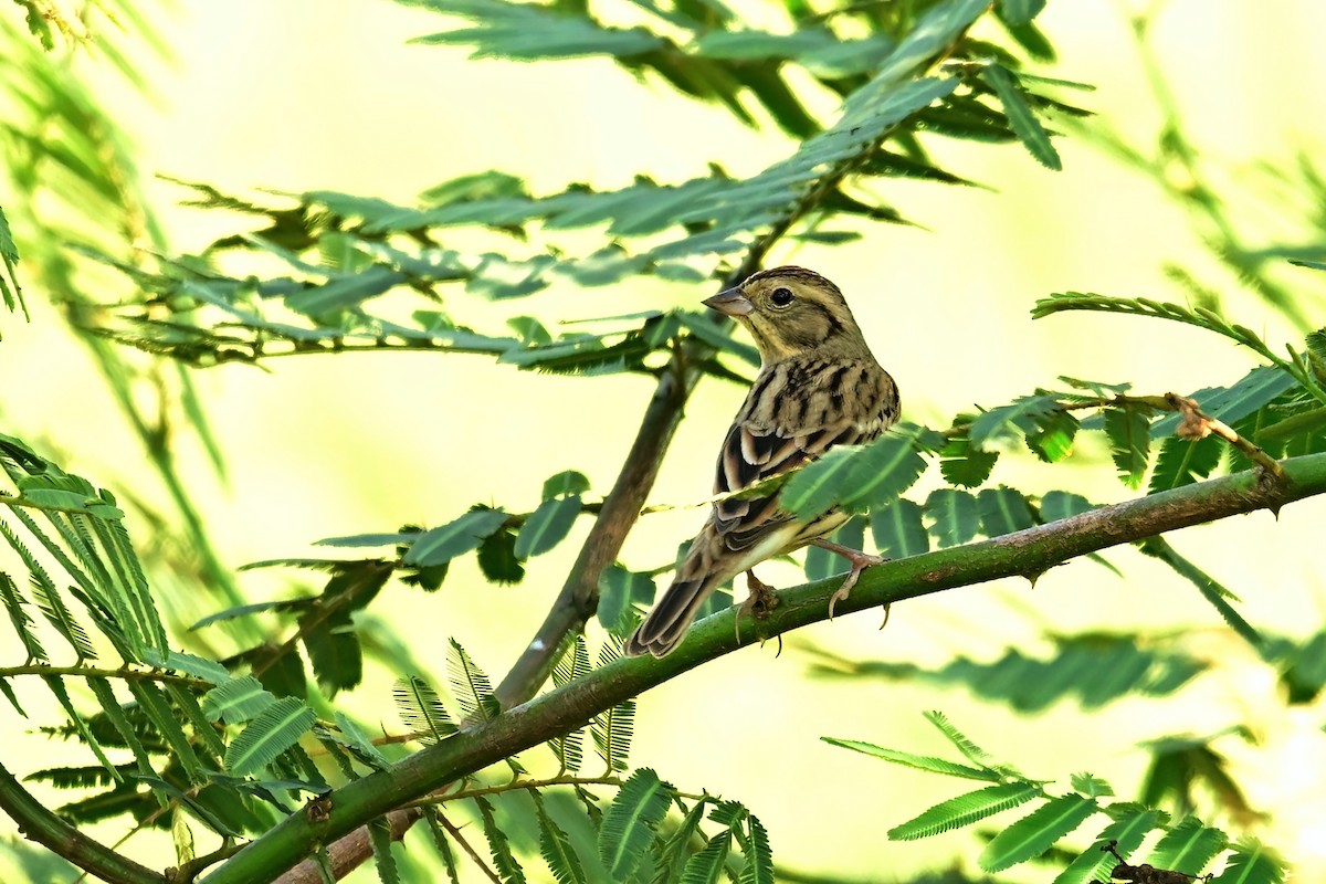 sibirspurv - ML652623400