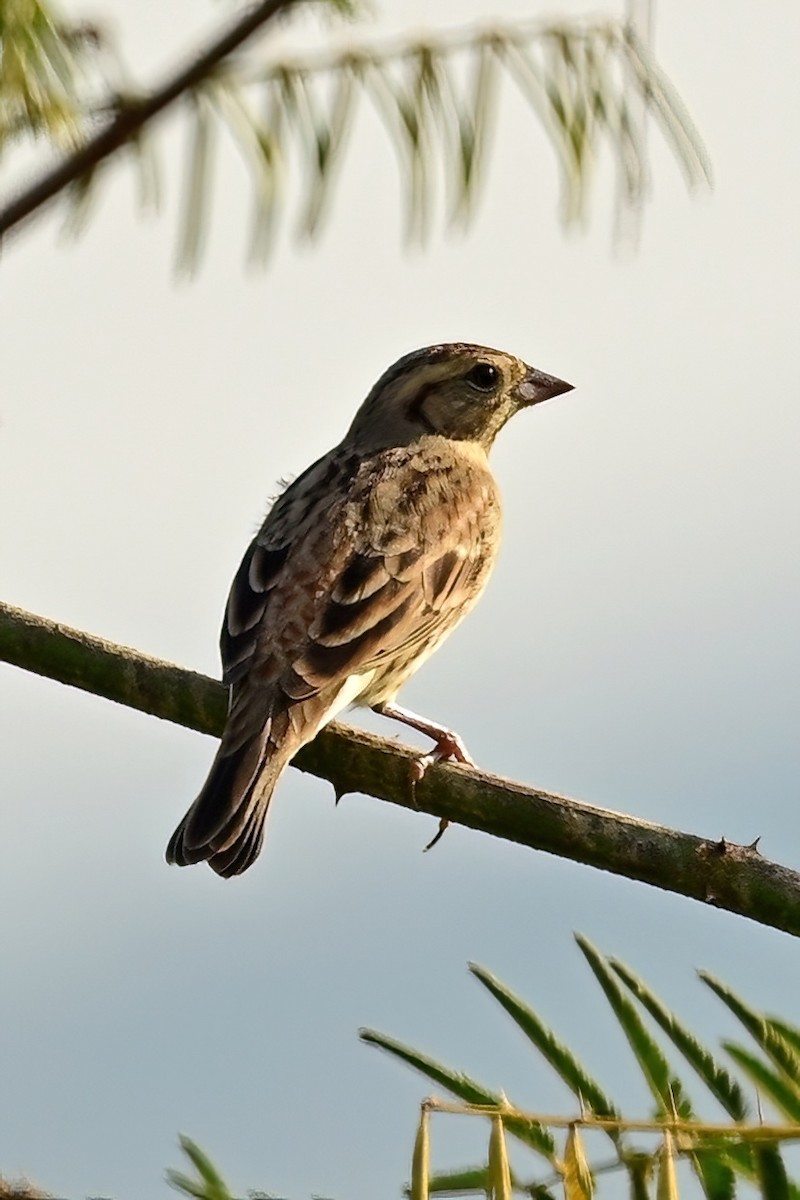 sibirspurv - ML652623413