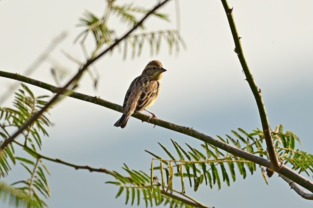 sibirspurv - ML652623414