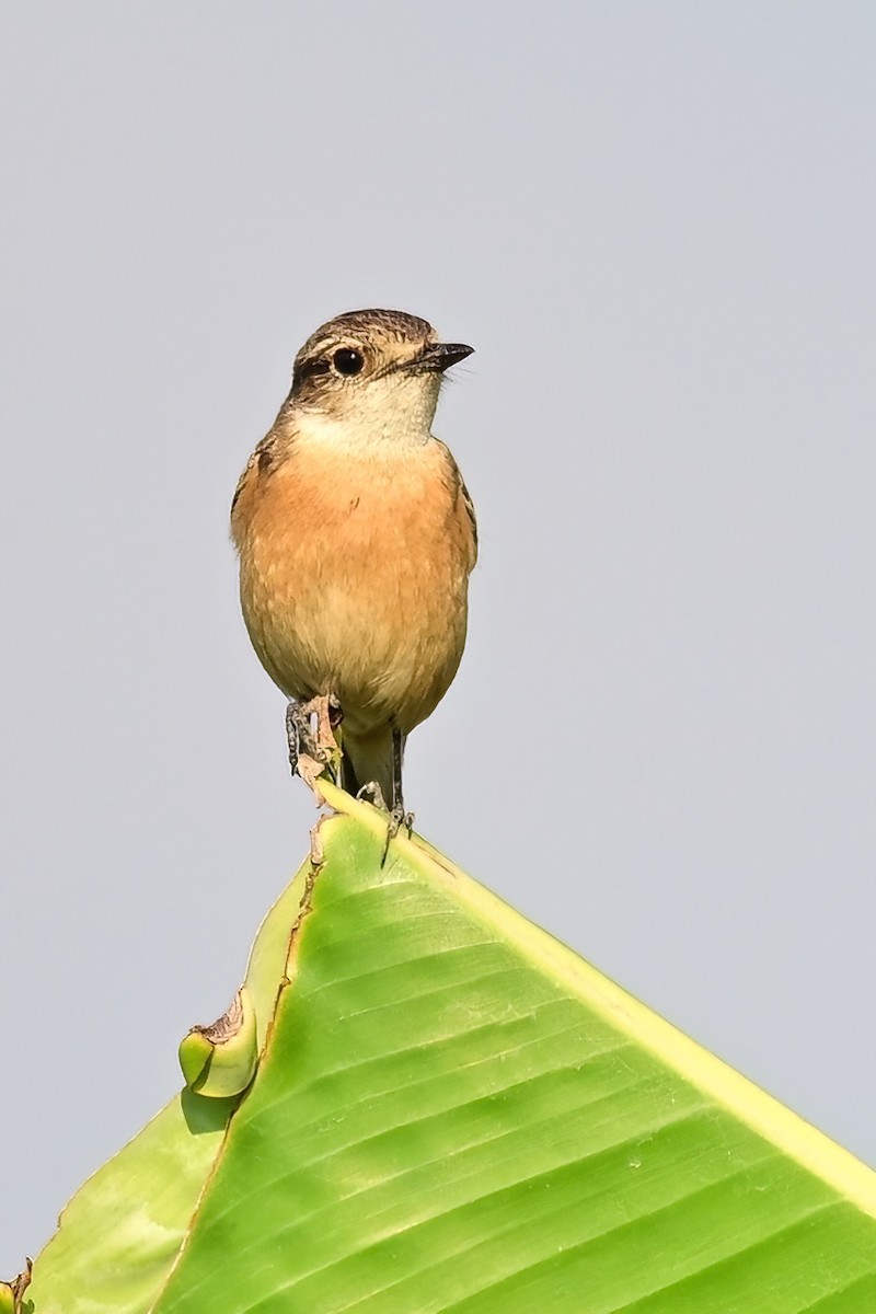 taigasvartstrupe - ML652623446