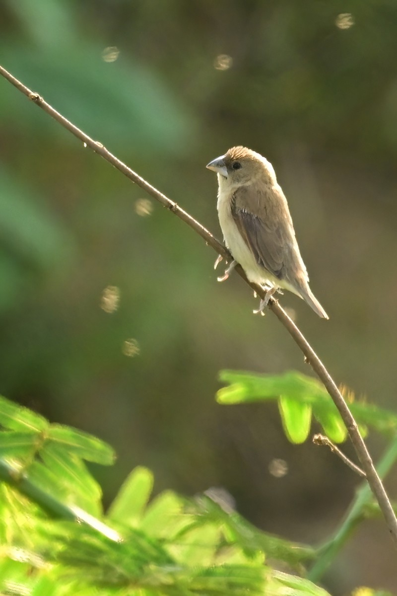 muskatnonne (nisoria gr.) - ML652623453