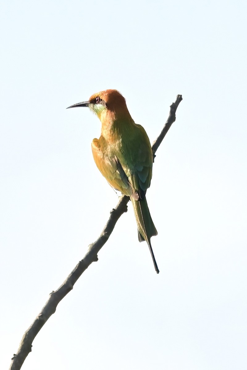 beryllbieter - ML652623455