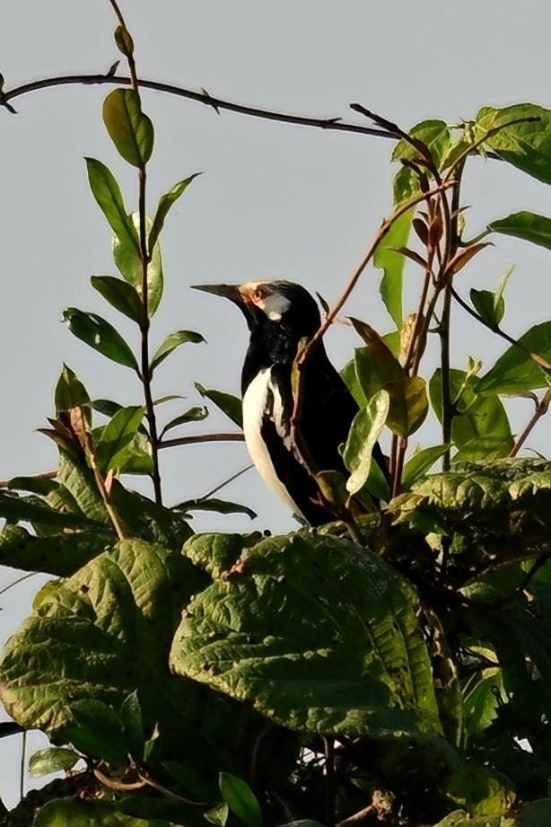 hvitpannestær - ML652623546