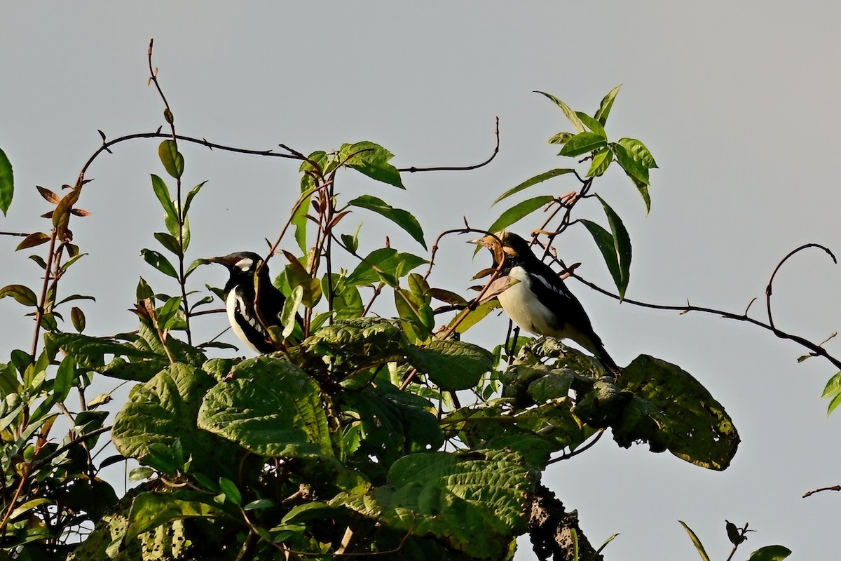 hvitpannestær - ML652623548