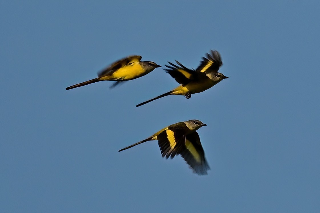 langstjertmønjefugl - ML652623577