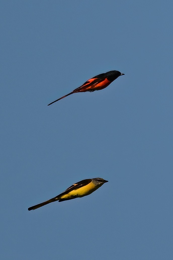 langstjertmønjefugl - ML652623578