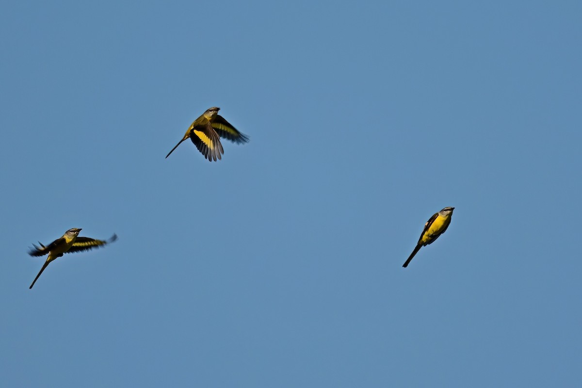 langstjertmønjefugl - ML652623579