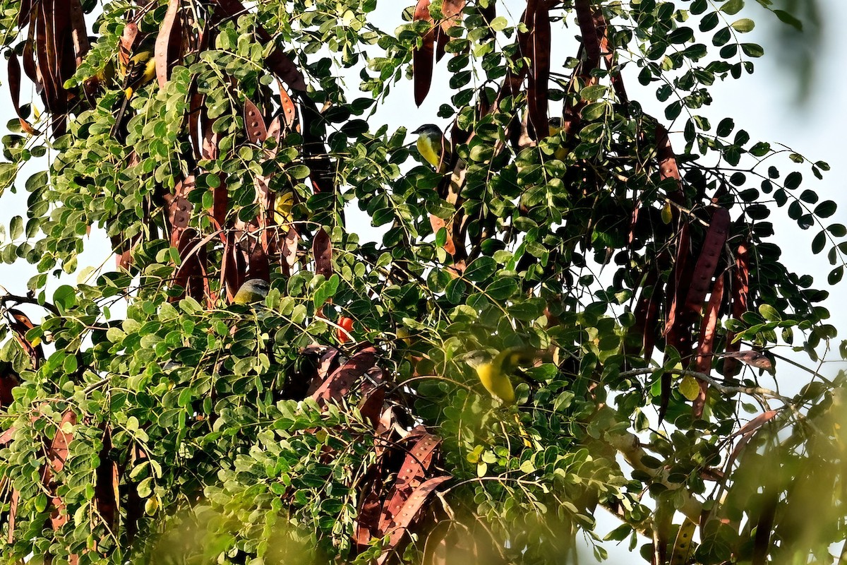 langstjertmønjefugl - ML652623580