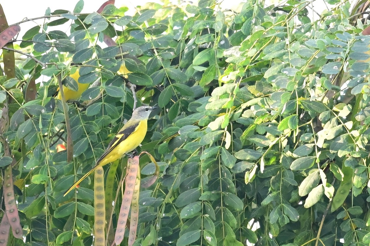 langstjertmønjefugl - ML652623581