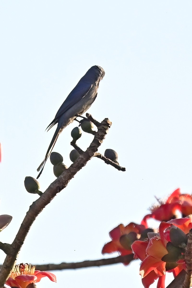 askedrongo - ML652623702