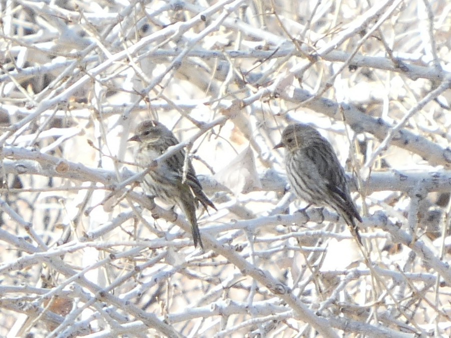 マツノキヒワ - ML652623742