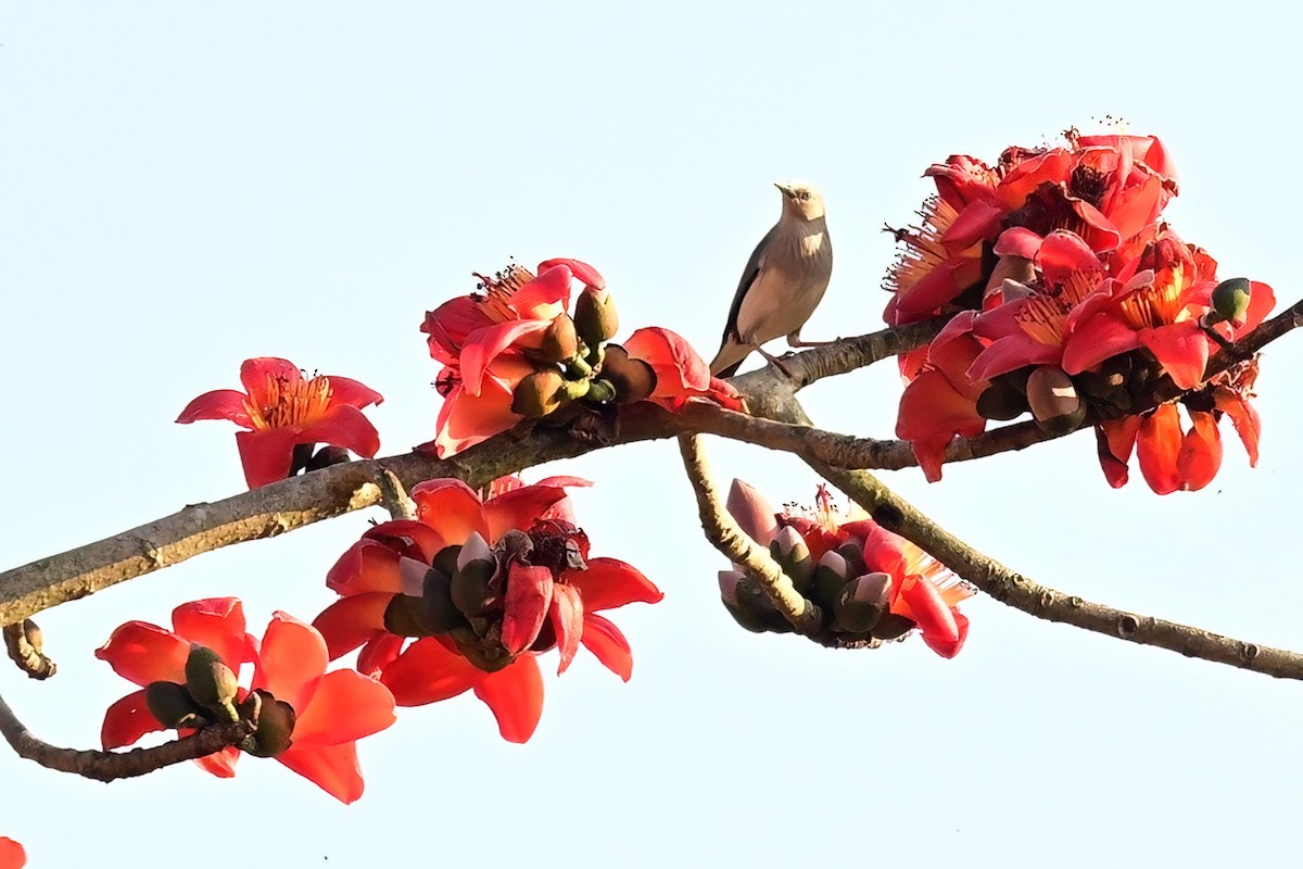 gråhodestær (nemoricola) - ML652623773