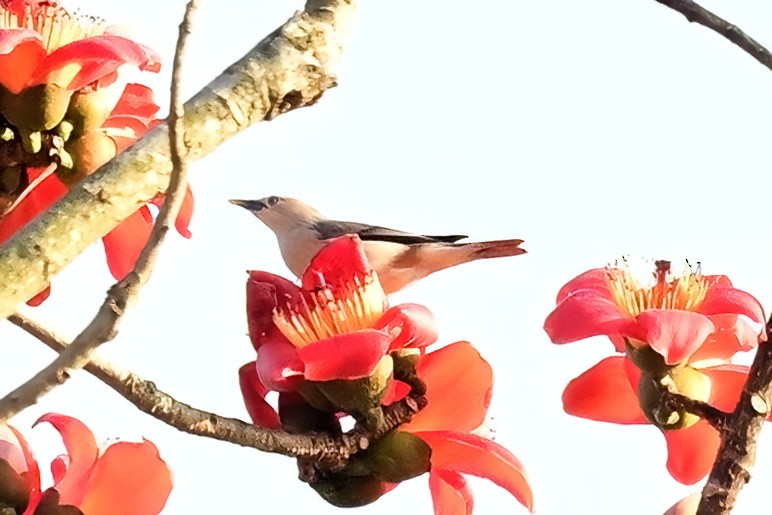 gråhodestær (nemoricola) - ML652623774