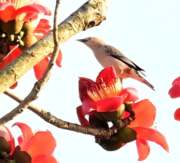 gråhodestær (nemoricola) - ML652623775