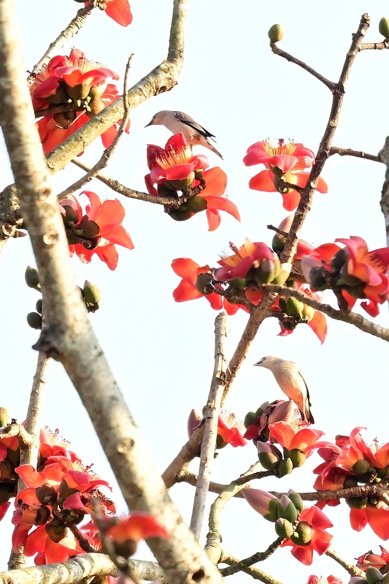 gråhodestær (nemoricola) - ML652623776