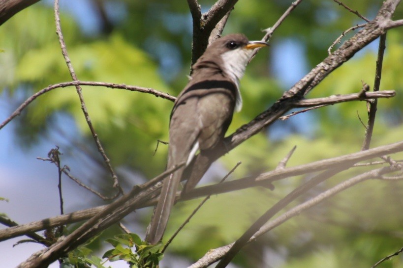Coulicou à bec jaune - ML652623817