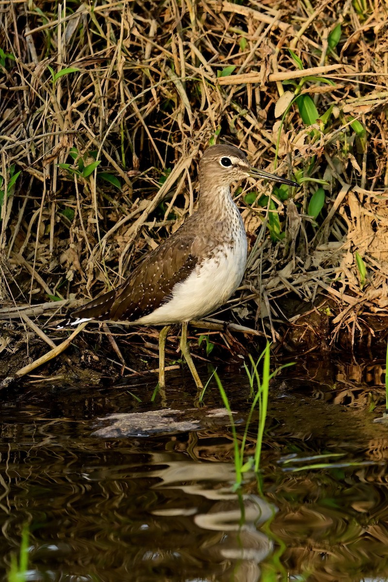 skogsnipe - ML652623839