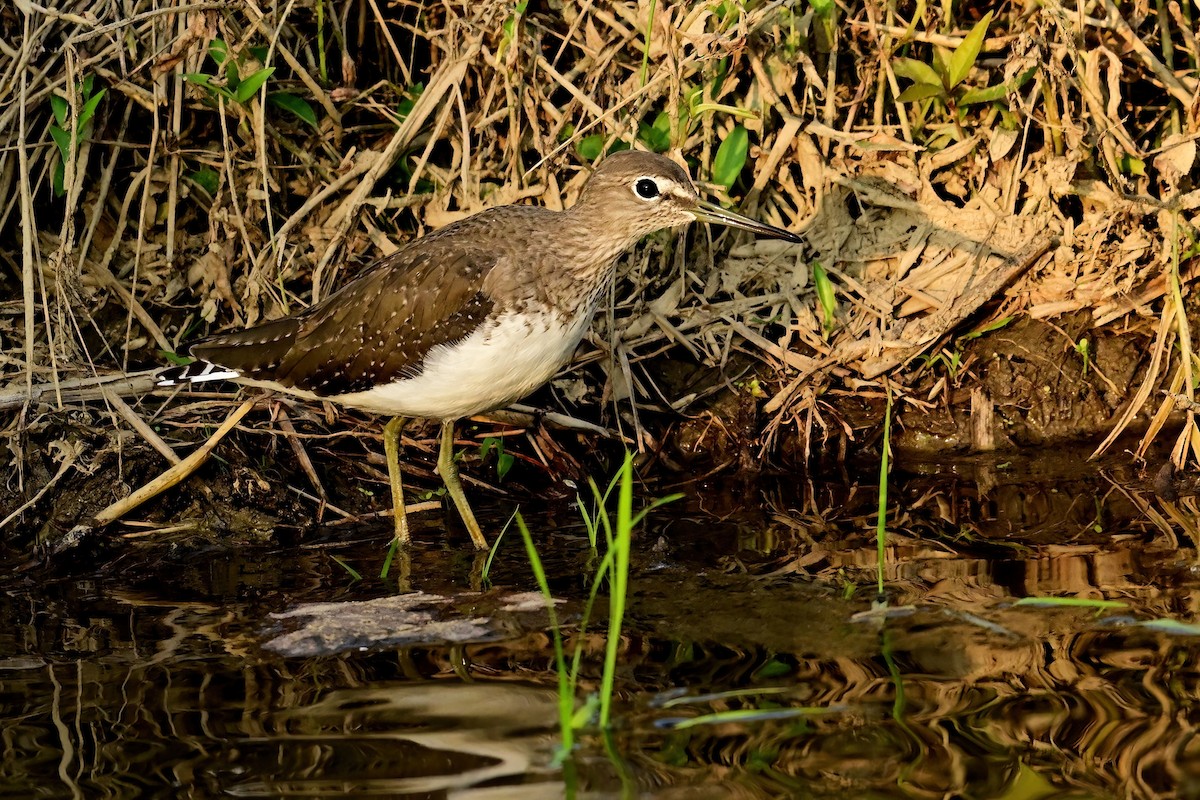 skogsnipe - ML652623840