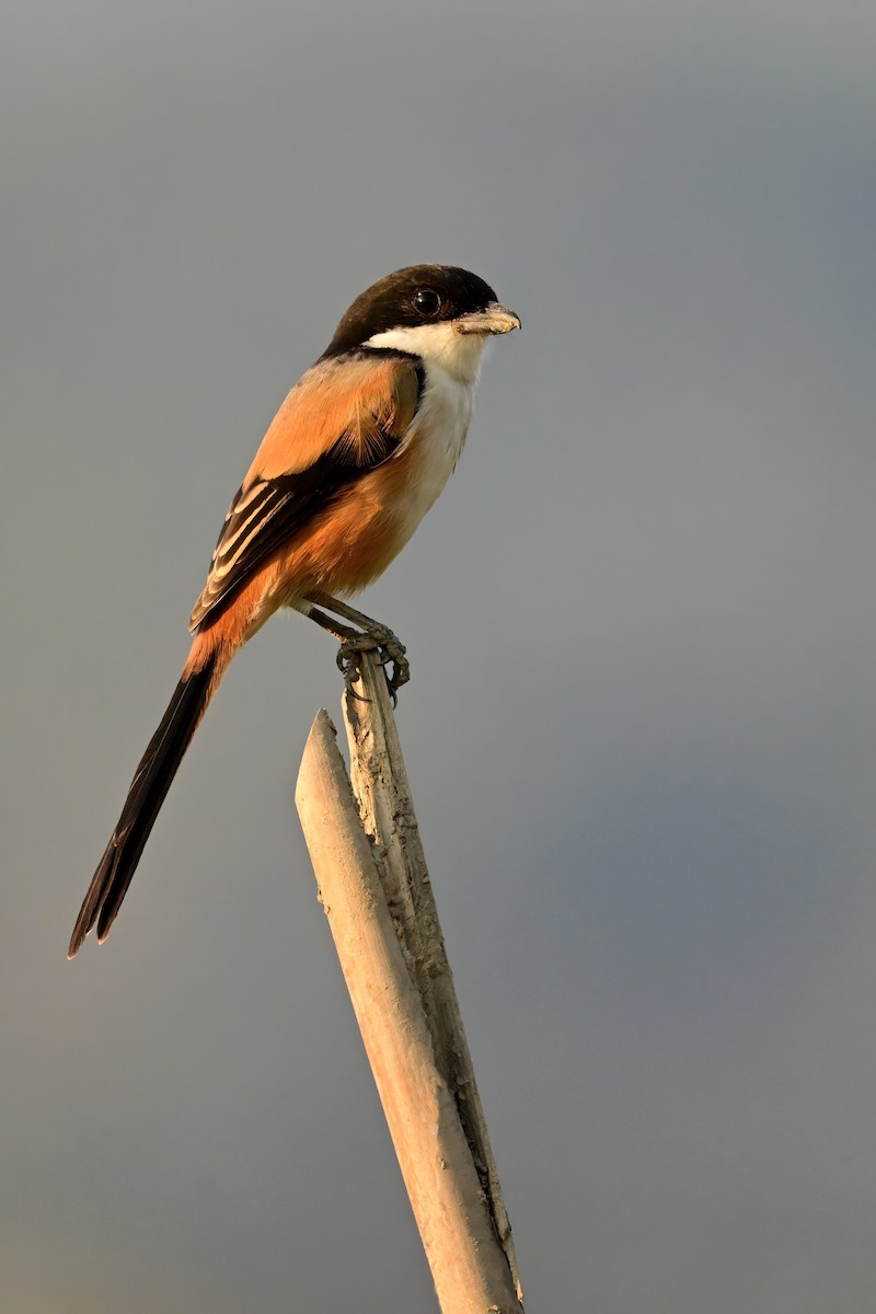 rustvarsler - ML652623881