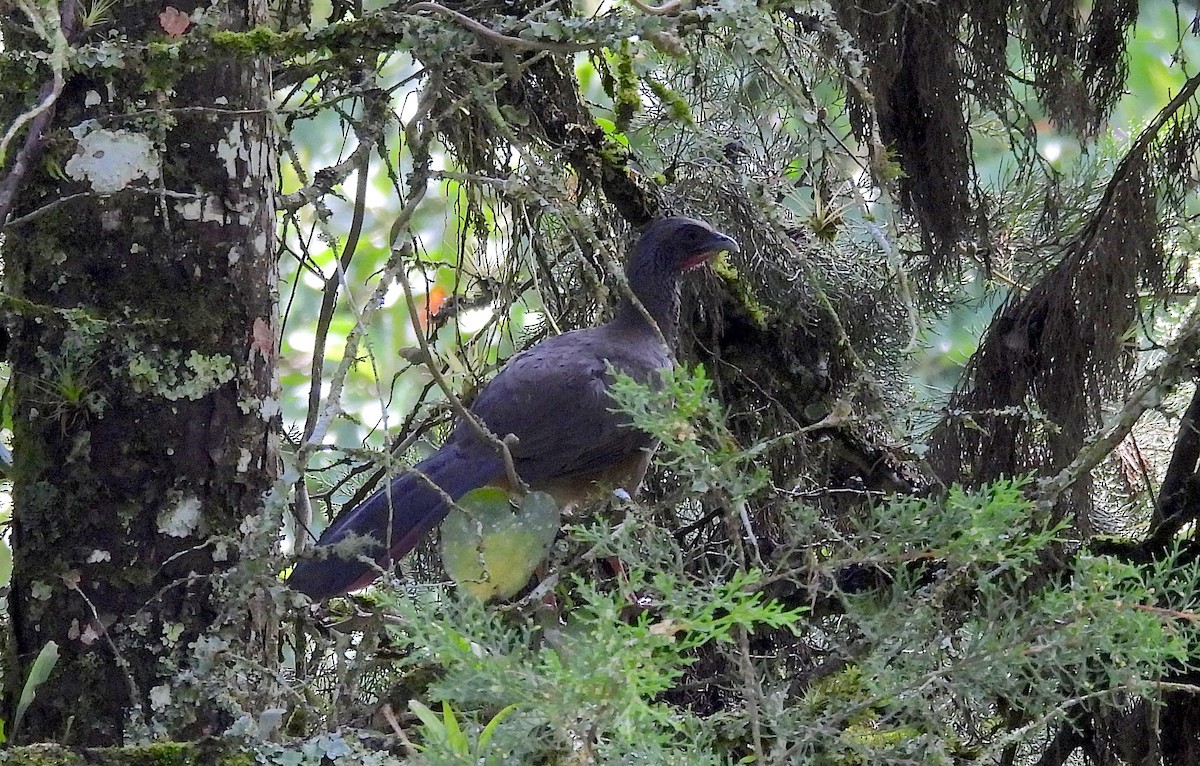 eBird Checklist - 11 Mar 2026 - Demostrativa Don Miguel Reserva Natural ...