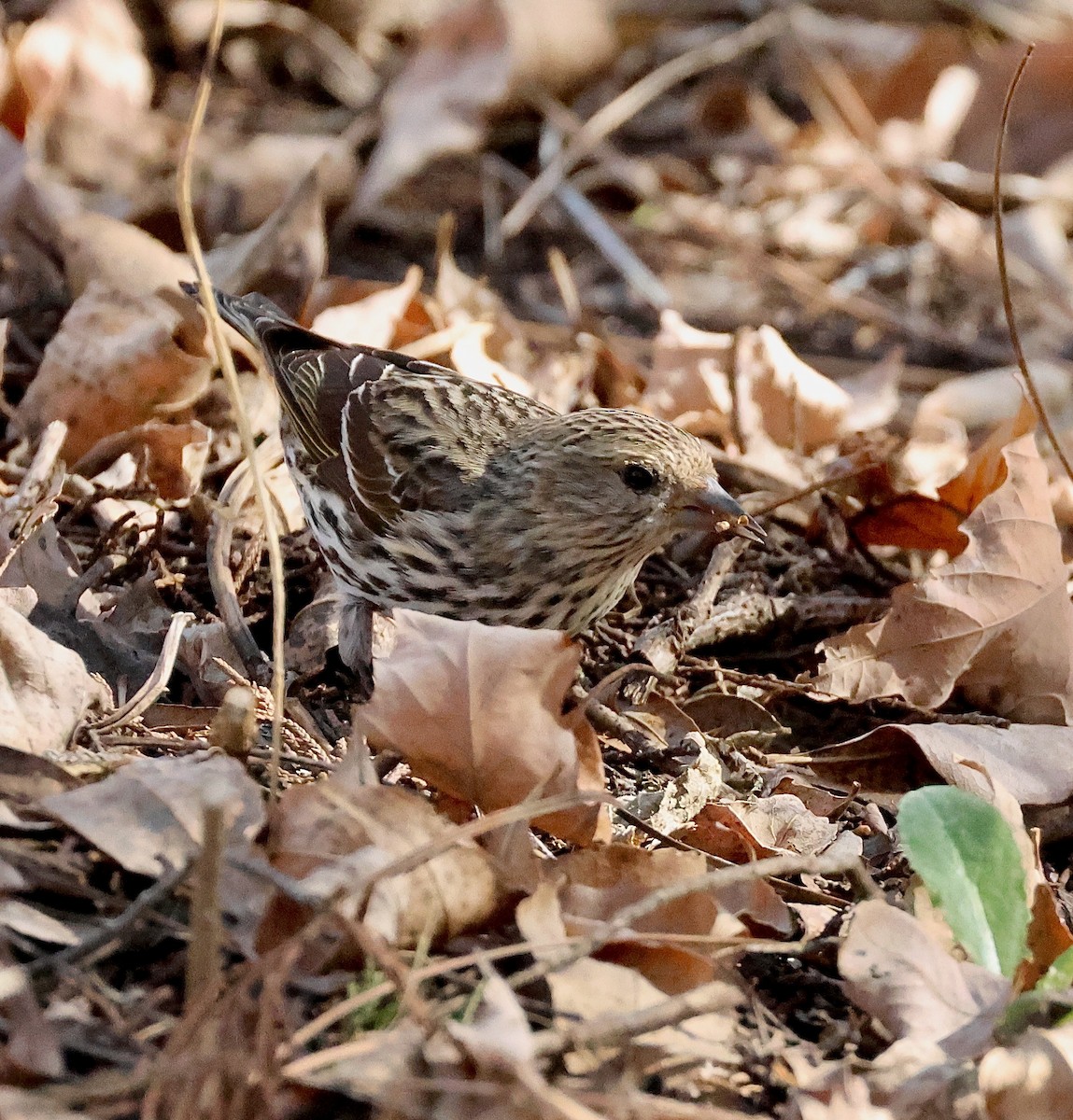 マツノキヒワ - ML652624421