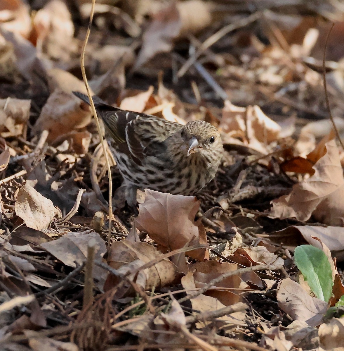 マツノキヒワ - ML652624424